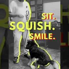 Funny Dog Videos That Actually Teach Training Tricks