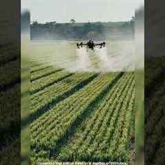 Modern Farming with Drones: Crop Fertilization Made Easy #drone #farming #rice #modern #technology