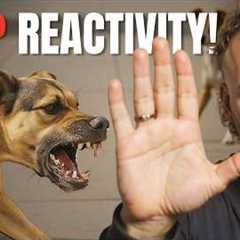 Struggling With a Reactive Dog? Try These Tips