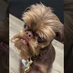 #dog #dogeshbhai #viralshorts #love #song #music #video #viral #viralvideo #travel #videos