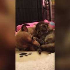 10 Unlikely Animals Who Became Best Friends This Year