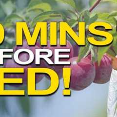 This Fruit Cleans Up Intestines & Saves Diabetics From A Stroke!