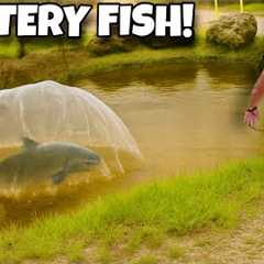 Mystery Fish Broke My Net… So We Set a Trap!