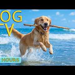 DOG TV: Video Fun to Keep Dogs Entertain All Day When Home Alone - Best Anti-Anxiety Music for Dogs