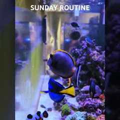 Man Spends His Life Cleaning Aquarium Glass.. 😉 #aquarium #saltwateraquarium #fish #coralreef #sea