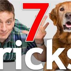 7 Dog Tricks in 5 Minutes!
