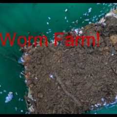 How to Start a Worm Farm - Worm Farm for Fishing!