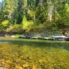 This small stream in Idaho is PACKED with fish (fly fishing for trout)