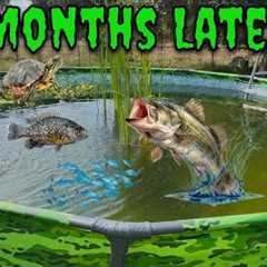 Three Months Ago I Started A Pool Pond Ecosystem... Here's What Happened!