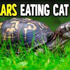 Turtle Lives on Kitchen Floor and Fed Cat Food for 50 Years... Turtle Horror Stories