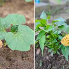 Just ONE Tablespoon! This Microbe Hack Made My Garden Explode! (No Cost, No Chemicals)