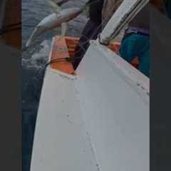 CATCHING BIG TUNA: YOU WON’T BELIEVE THIS FISHERMAN!”. #fishing #tuna #bigfish #frenchpolynesia