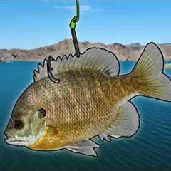 Can I Catch A MONSTER Fish In This Desert Oasis?