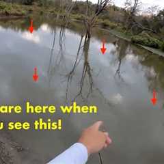 When you see THIS on top of the water, the CRAPPIE are close by! Creek Crappie Fishing!