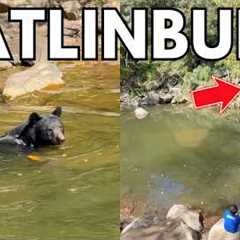 Gatlinburg Black Bear Swimming In The River & Looking For Trout!