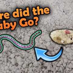 Our Milksnakes Hatched!! Then escaped...