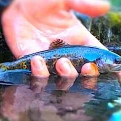 10 Trout Fishing Tips for Creeks - Flies on a Spinning Rod, Flies on a Drop Shot and More!