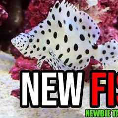 First Fish Added to My 200-Gallon FOWLR Tank! | Newbie Tank Build 2.0