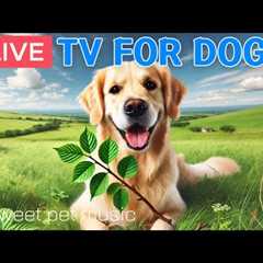 🔴24 Hours of Dog TV🎵🐶Relaxing Dog Music for Sleep🐾🩷Soothing Music for Dogs with Stress and..