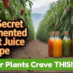 The Fermented Fruit Juice 'Hack' That Beats Expensive Fertilizers for Peppers