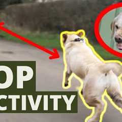 Stop Dogs Reactive Behavior On Leash