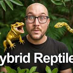 5 INSANE Reptile Hybrids YOU Can Buy Right Now!