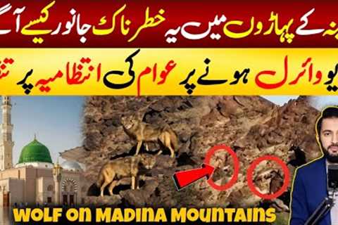 Madina Munawra Viral Video of 2 Strange Animals on Mountains - Trend on Saudi Social Media | KSA