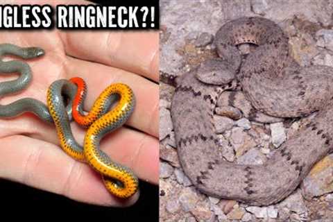 Fantastic Snake Hunting in West Texas! Ringless Ringneck and Beautiful Baird's Ratsnake!