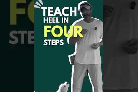 Stop Leash Pulling Fast: Teach Your Dog to Heel in 4 Easy Steps