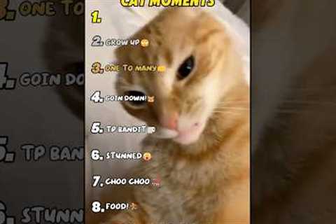 Ranking Funniest Cat Moments