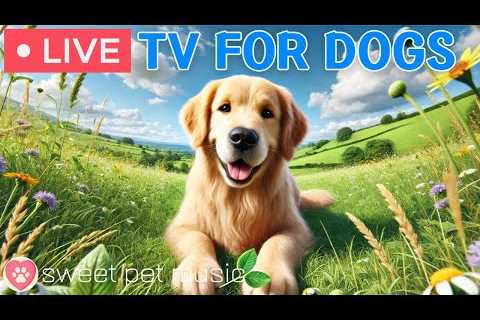 🔴24 Hours of Dog TV🎵🐶🐶Relaxing Dog Music for Sleep🐶💕Calming Dog Music for Stress and Anxiety..