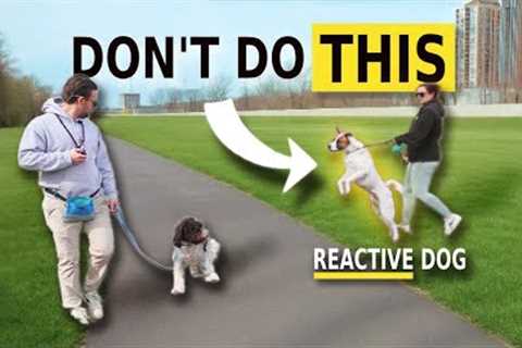 How You Make Your Dog Reactive - How To Avoid It