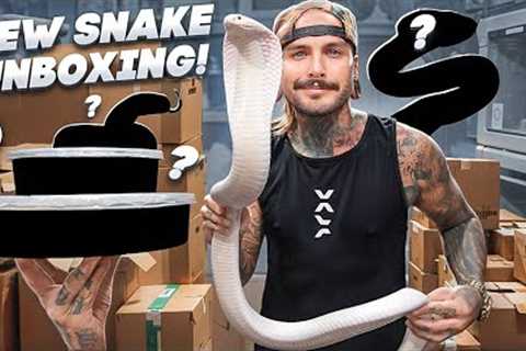 Unboxing NEW SNAKES from the Daytona Reptile Expo 2025