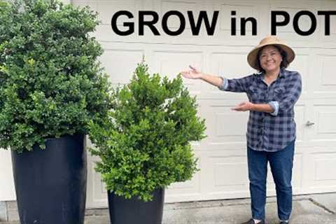 Container Gardening Tips: 5 Simple Steps I Wish I Knew Sooner
