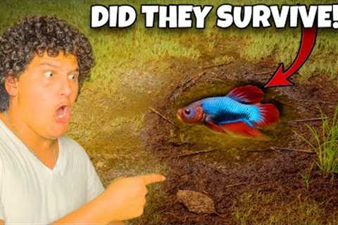I Found Wild Betta Fish Surviving in a Puddle…