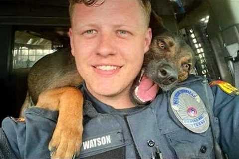 Police Dogs THINK They're Comedians 🐶😂 Funny Dog Videos