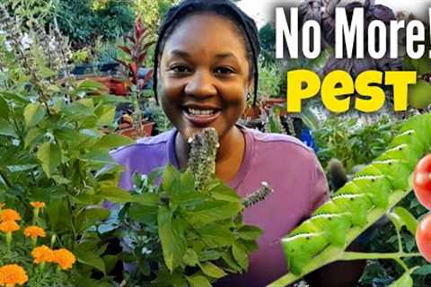 The BEST HERBS To Keep Pest AWAY From Your Gardens/Natural FREE Pest Control 