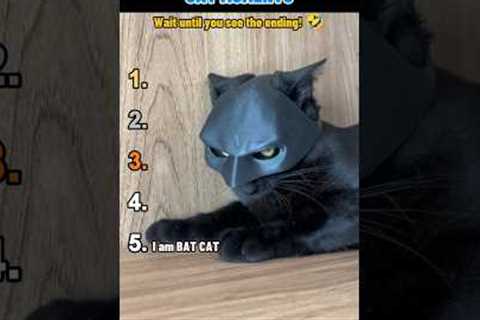 🐱 Top 5 Funniest CAT MOMENTS 🐱 #shorts