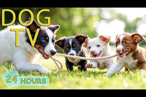 DOG TV: Best Videos Prevent Boredom for Dogs While You’re Away Home - Happy &amp; Funny Music for..