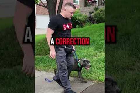 How to Fix Leash Pulling in 3 Simple Steps!