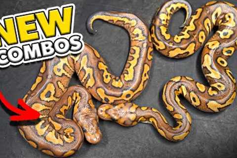 We Are Hatching Some Really Pretty Snakes’