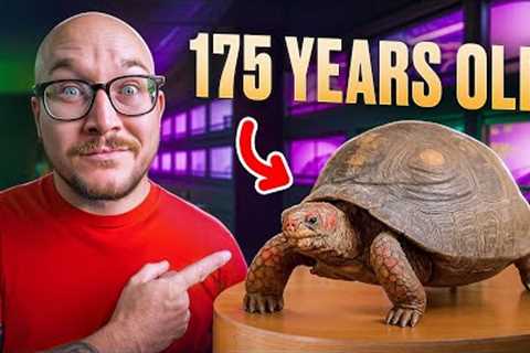 5 Reptiles That Never Die!