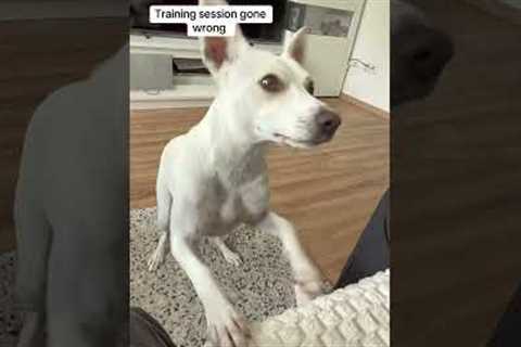Dog Refuses Training &amp; Does THIS Instead 😂 | Funny Dog #shorts