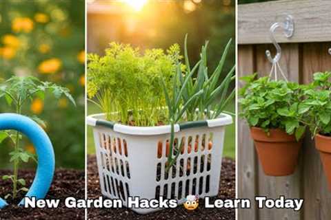 10 Dollar Tree Garden Hacks That Work in 2025 and Beyond