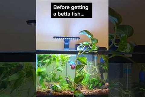 Betta fish tank essentials