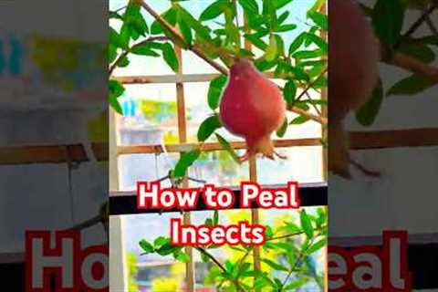 How to Repel Insects Naturally with Baking Soda Spray #bakingsoda
