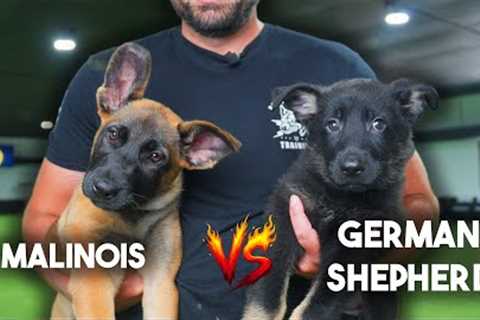 Malinois vs German Shepherd - Why I PREFER German Shepherds!