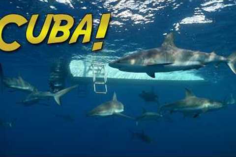 Diving the Pristine Reefs of CUBA!
