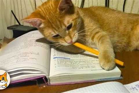 Smart Cats Outsmarting Humans 😂 Funny Cat Videos 2025