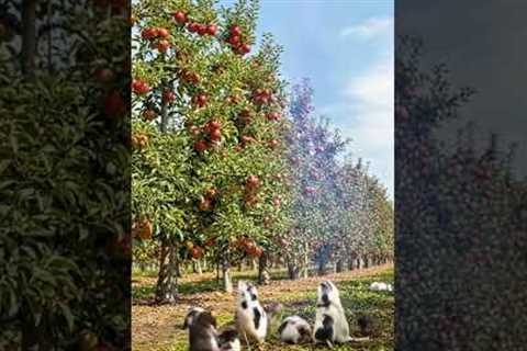 High-Tech Farming Drone Attacks Rat Infestation in the Fields